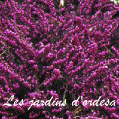 Erica darleyensis kramer rote 
